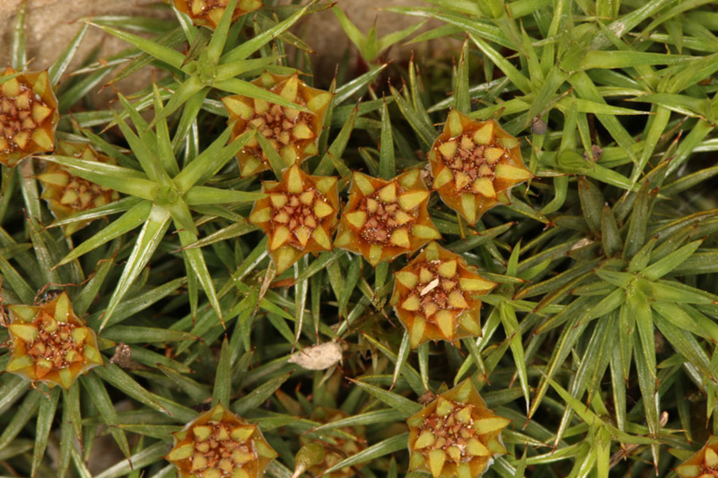 Polytrichum strictum